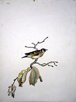 Chardonneret élégant. Aquarelle. Cliquer pour agrandir l'image.