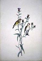 Chardonneret élégant. Aquarelle. Cliquer pour agrandir l'image.