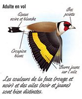 Chardonneret élégant. Dessin adulte en vol. Cliquer pour agrandir l'image.