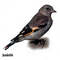 Chardonneret élégant. Dessin juvénile. Cliquer pour agrandir l'image.