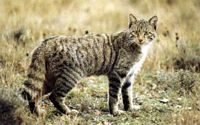 Chat sauvage. Cliquer pour agrandir l'image.