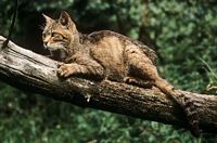 Chat sauvage. Cliquer pour agrandir l'image.