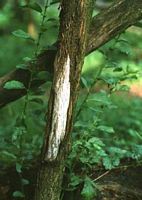 Chat sauvage. Traces de griffures sur saule. Cliquer pour agrandir l'image.