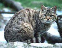 Chat sauvage. Cliquer pour agrandir l'image.