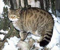 Chat sauvage. En hiver. Cliquer pour agrandir l'image.