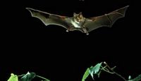Chauve-souris. Vol. Cliquer pour agrandir l'image.