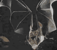 Chauve-souris. Cliquer pour agrandir l'image.