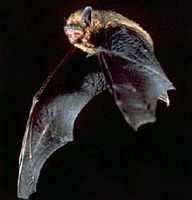 Vol de la pipistrelle commune