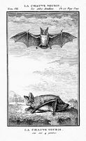 Chauve-souris. Dessin de Buffon. Cliquer pour agrandir l'image.
