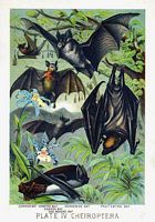 Chauve-souris. Dessin. Cliquer pour agrandir l'image.