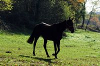 Cheval domestique. Villars. Cliquer pour agrandir l'image.