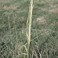 Chevreuil. Dégâts sur saule marsault. Cliquer pour agrandir l'image.