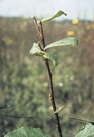 Chevreuil. Abroutissement sur saule marsault. Cliquer pour agrandir l'image.