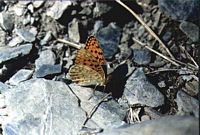 Chiffré. Cliquer pour agrandir l'image.