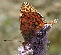 Chiffré. Ssp altonevadensis. Cliquer pour agrandir l'image.