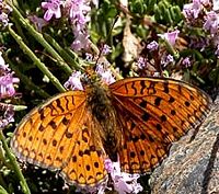 Chiffré. Ssp altonevadensis. Cliquer pour agrandir l'image.