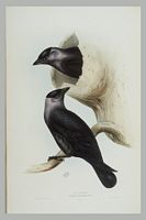 Choucas des tours. Gravure Gould. Cliquer pour agrandir l'image.