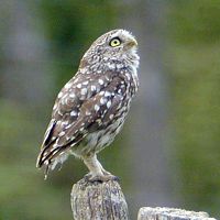 Chouette chevêche. Perchée. Cliquer pour agrandir l'image.