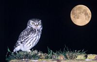 Chouette chevêche. Lune. Cliquer pour agrandir l'image.