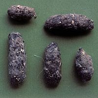 Chouette chevêche. Pelotes. Cliquer pour agrandir l'image.