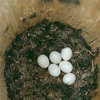 Chouette de tengmalm. Oeufs. Cliquer pour agrandir l'image.
