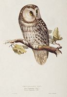 Chouette de tengmalm. Planche Gould. Cliquer pour agrandir l'image.