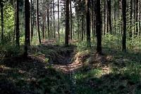 Chouette hulotte. Habitat de la chouette hulotte. Cliquer pour agrandir l'image.