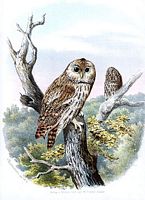 Chouette hulotte. Dessin de von Riesenthal. Cliquer pour agrandir l'image.