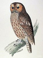 Chouette hulotte. Dessin. Cliquer pour agrandir l'image.