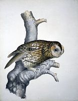 Chouette hulotte. Dessin. Cliquer pour agrandir l'image.