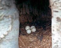 Chouette hulotte. Oeufs. Cliquer pour agrandir l'image.
