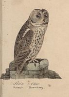 Chouette hulotte. Dessin. Cliquer pour agrandir l'image.