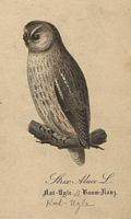 Chouette hulotte. Dessin. Cliquer pour agrandir l'image.