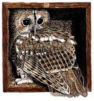 Chouette hulotte. Dessin. Cliquer pour agrandir l'image.