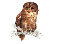 Chouette hulotte. Dessin. Cliquer pour agrandir l'image.