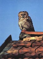 Chouette hulotte. Perchée sur toit. Cliquer pour agrandir l'image.