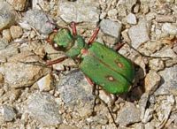 Cicendele champêtre. Cliquer pour agrandir l'image.