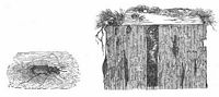Cicendele champêtre. Larve en embuscade. Cliquer pour agrandir l'image.