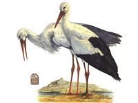 Cigogne blanche. Dessin. Cliquer pour agrandir l'image.