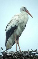 Cigogne blanche. Cliquer pour agrandir l'image.