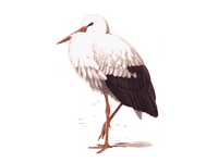 Cigogne blanche. Dessin. Cliquer pour agrandir l'image.