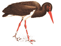 Cigogne noire. Dessin. Cliquer pour agrandir l'image.