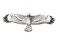 Circaète jean-le-blanc. Dessin du dessous des ailes. Cliquer pour agrandir l'image.