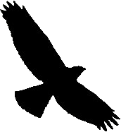 Circaète jean-le-blanc. Silhouette. Cliquer pour agrandir l'image.