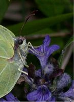 Citron. Butinant. Cliquer pour agrandir l'image.