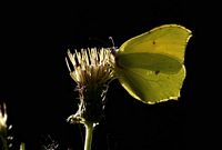 Citron. Butinant au repos. Cliquer pour agrandir l'image.