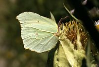 Citron. Butinant au repos. Cliquer pour agrandir l'image.