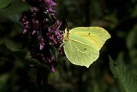 Citron. Butinant au repos. Cliquer pour agrandir l'image.