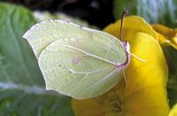 Citron. Cliquer pour agrandir l'image.
