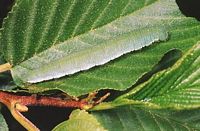 Citron. Chenille. Cliquer pour agrandir l'image.